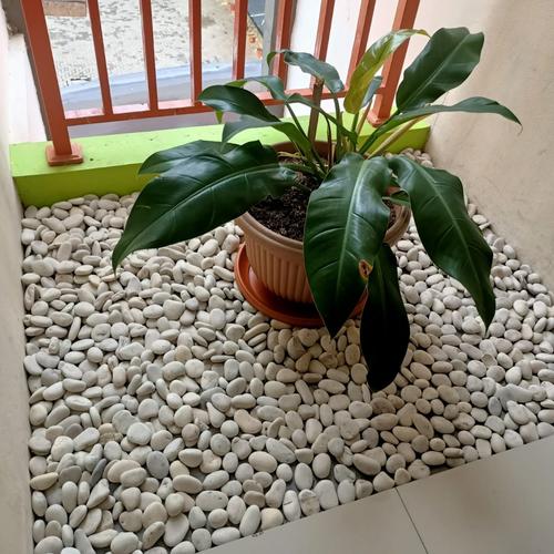 Batu Koral Putih Dekoratif