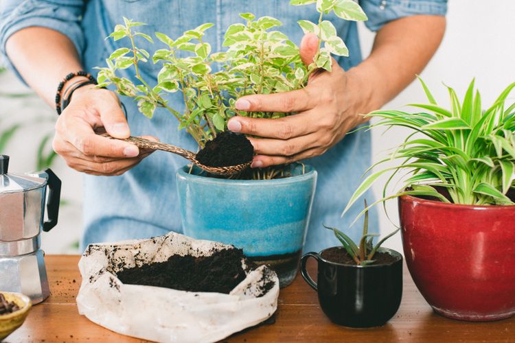 Langkah Mudah Merawat Taman Minimalis