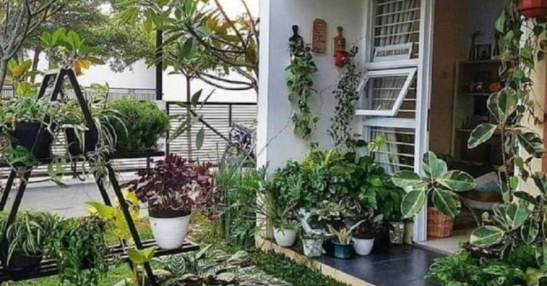 Perawatan Tanaman Hias di Taman Minimalis
