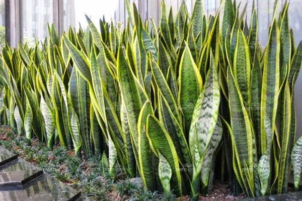 Lidah Mertua (Sansevieria)