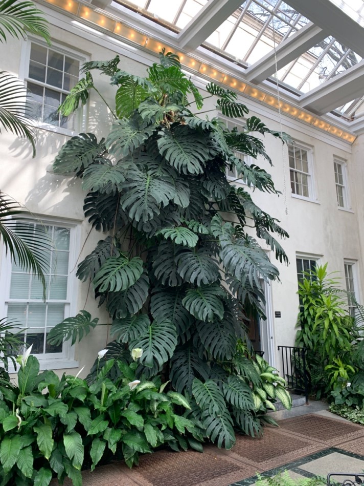 Monstera Deliciosa